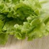 新鲜有机蔬菜绿色无公害大叶生菜奶油沙拉火锅汉堡配料批发