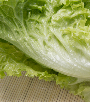 新鲜有机蔬菜绿色无公害大叶生菜奶油沙拉火锅汉堡配料批发图2