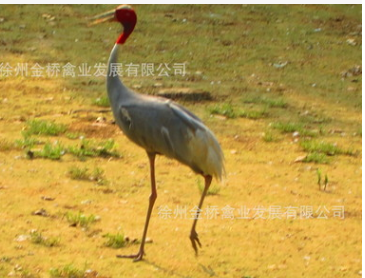 赤颈鹤基地，稀缺鹤种，国家一级保护，鹤类繁育基地图2