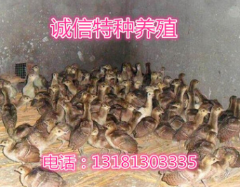 销售孔雀苗 孔雀苗价格 哪里有卖孔雀苗的