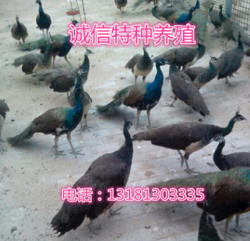 销售孔雀苗 孔雀苗价格 哪里有卖孔雀苗的图2
