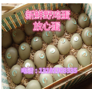 诚信养殖基地低价出售山鸡蛋 七彩野鸡蛋价格