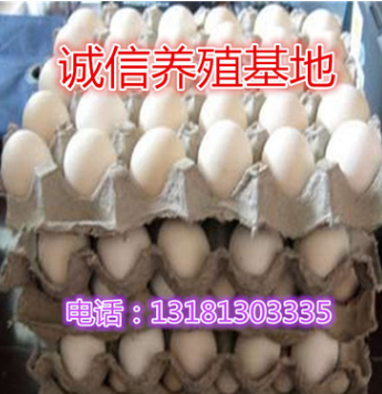 诚信养殖基地低价出售山鸡蛋 七彩野鸡蛋价格图2