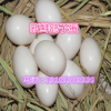 新鲜食用鸽子蛋.新鲜孵化鸽子蛋大量出售