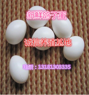新鲜食用鸽子蛋.新鲜孵化鸽子蛋大量出售图2
