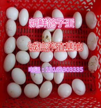新鲜食用鸽子蛋.新鲜孵化鸽子蛋大量出售图3