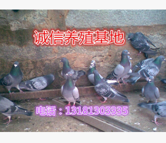 鸽子苗 产蛋鸽 繁殖鸽 肉鸽苗 青年鸽养殖 乳鸽 种鸽肉鸽低价批发