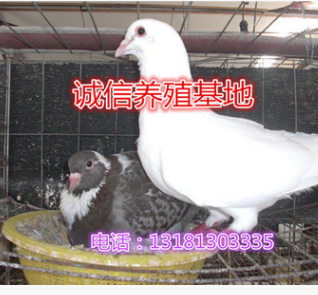鸽子苗 产蛋鸽 繁殖鸽 肉鸽苗 青年鸽养殖 乳鸽 种鸽肉鸽低价批发图2