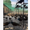 卖孔雀的养殖场 蓝孔雀的价格 一组种孔雀多少钱 优质孔雀出售