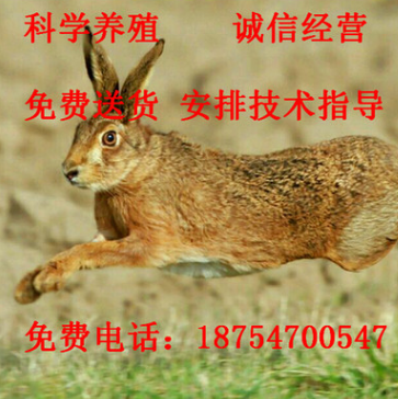 杂交野兔兔种 杂交野兔养殖 杂交野兔价格 野兔种兔多少钱一只