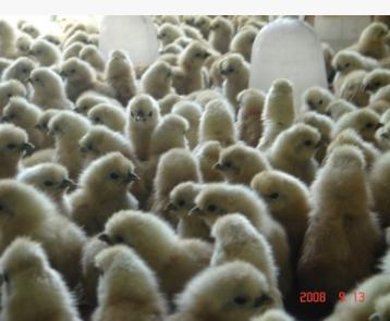 福建都山农庄常年向全国各地大量供应白绒乌鸡种苗