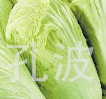 厂家推荐 北京新三号大白菜 量大从优 山东白菜 新鲜图3