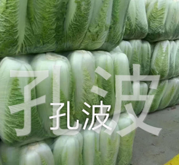 长期供应 新鲜大白菜 北京新三号 【图】图2