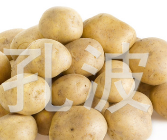 通货土豆 油榨烧烤马铃薯 山东土豆 饭店直销【图】图2
