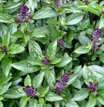 丁香罗勒种子 Basil西餐料理香草种子 浓郁芳香 盆栽驱蚊虫花种子图2