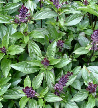 丁香罗勒种子 Basil西餐料理香草种子 浓郁芳香 盆栽驱蚊虫花种子图3