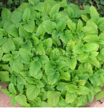 柠檬香蜂草种子 蜜蜂花 Lemon Balm 耐热香草香辛料 盆栽花卉种子图2