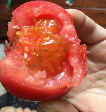 新鲜西红柿 熟透洋柿子 新鲜蔬菜水果包邮原产地直供 全国招收代图3