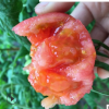 新鲜现摘西红柿纯天然自然熟番茄农家有机水果蔬菜洋柿子5斤包邮