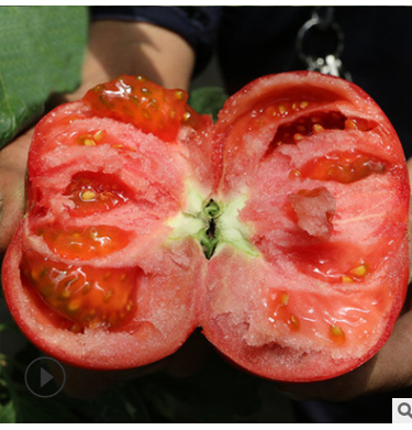 种新鲜自然熟西红柿 新鲜蔬菜5斤起包邮 普罗旺斯洋柿子原产地