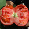 种新鲜自然熟西红柿 新鲜蔬菜5斤起包邮 普罗旺斯洋柿子原产地