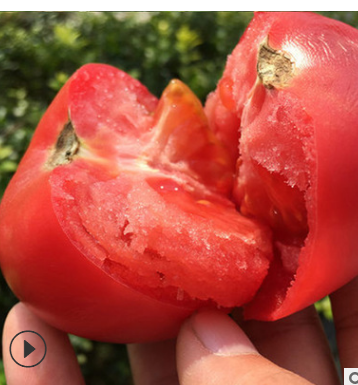 种新鲜自然熟西红柿 新鲜蔬菜5斤起包邮 普罗旺斯洋柿子原产地图2