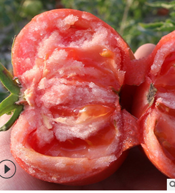 海阳普罗旺斯西红柿山东新鲜水果西红柿5斤起包邮 洋柿子包邮