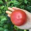 大番茄沙瓤新鲜西红柿 蔬菜水果自然熟洋柿子 普罗旺斯西红柿包邮