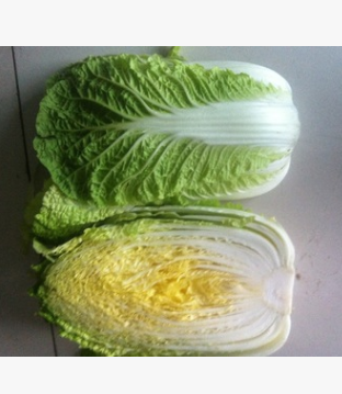黄心白菜种植 黄心小白菜出售 小颗白菜玲珑黄012图2