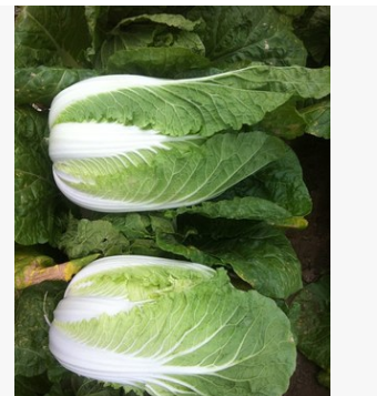 河北保鲜蔬菜出口加工厂图3