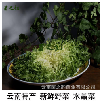 云南特产山茅野菜 量大从优新鲜狗牙菜 产地批发生鲜蔬菜水晶菜