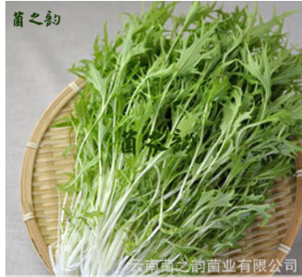 云南特产山茅野菜 量大从优新鲜狗牙菜 产地批发生鲜蔬菜水晶菜图2