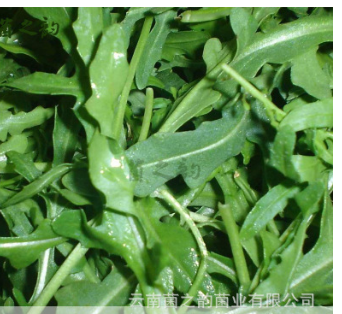 生鲜有机食品新鲜蔬菜 安全天然无公害野菜叶菜 新鲜野生芝麻菜图2