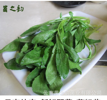 供应酒店餐饮生鲜果蔬 云南土特产山茅野菜 野生菜类藏红花菜图2