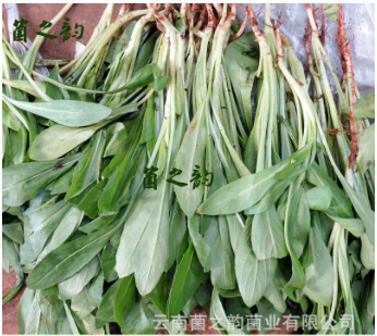 供应酒店餐饮生鲜果蔬 云南土特产山茅野菜 野生菜类藏红花菜图3