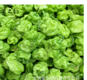 供应酒店餐厅生鲜新鲜蔬菜 厂家直销皱皮辣椒 新鲜蔬菜云南皱皮椒图2