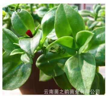酒店餐饮量大从优 云南土特产生鲜野菜 产地低价批发新鲜田七叶图2