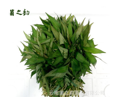 量大从优新鲜野生菜 云南土特产生鲜山茅野菜 新鲜香柳菜产地批发图2