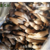 云南特产生鲜食用菌 新鲜榆黄菇菌散装 厂家直销人工鸡油菌