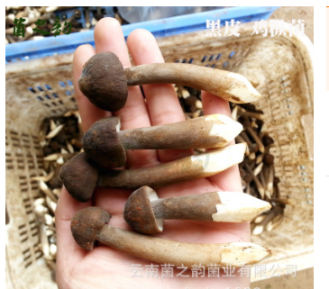云南特产生鲜食用菌 新鲜榆黄菇菌散装 厂家直销人工鸡油菌图2