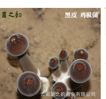 云南特产生鲜食用菌 新鲜榆黄菇菌散装 厂家直销人工鸡油菌图3