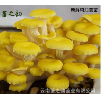 云南特产生鲜食用菌 新鲜榆黄菇菌散装 厂家直销人工鸡油菌图2