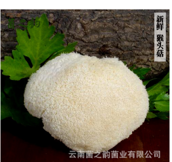 云南特产食疗养胃猴头菇 非干货生鲜食用菌菇 厂家直销新鲜猴头菇图2