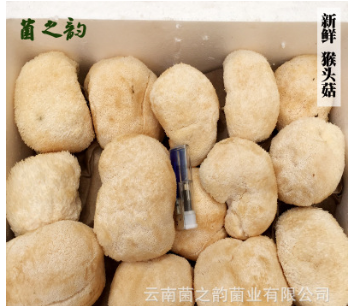 云南特产食疗养胃猴头菇 非干货生鲜食用菌菇 厂家直销新鲜猴头菇图3