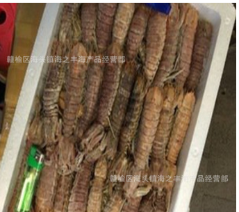 连云港海鲜批发熟冻皮皮虾大个虾姑琵琶活冻野生皮皮虾 濑尿虾图3