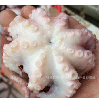 全国供应海鲜批发零售 半熟八爪鱼 小章鱼供应批发小八爪鱼鱼类图2