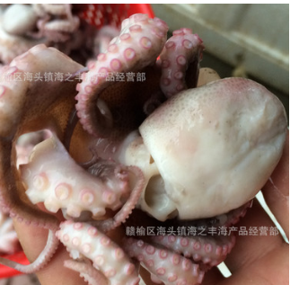 全国供应海鲜批发零售 半熟八爪鱼 小章鱼供应批发小八爪鱼鱼类图3