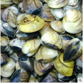 海鲜鲜活大文蛤批发海头海鲜批发贝类 纹蛤蛤蜊批发花蛤花甲图2