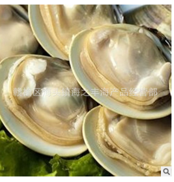 海鲜鲜活大文蛤批发海头海鲜批发贝类 纹蛤蛤蜊批发花蛤花甲图3