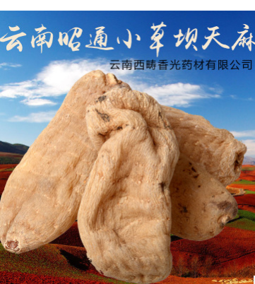 昭通小草坝天麻 优质天麻 云南名贵药材 昭通天麻图2